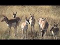 a buck pronghorn antelope herds his harem away from other bucks, marks his territory and attempts to breed during the mating season in grand teton national park. the pronghorn, who spend the summer in teton park, have the longest big game migration in the continental united states. some will travel over two hundred miles to their winter range in the red desert, where rampant industrialization for natural gas drilling is threatening this ancient migrating herd. the drilling on public lands is ...