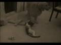Kitty Porn, FOTCV