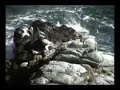 Maunabo Lighthouse Run