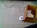 ecb bot video 1