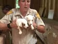West Virginia Puppy Mill Shuttered