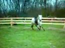 jument flavie