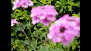 Flower Garden, Haritha Valley Resort, Araku Valley, Visakhapatnam
