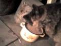 videos de dog snarling