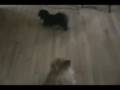 videos de Unexplainable ghost or mist..? 7/20/08