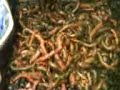 ragworm at the tackle box, lyme regis