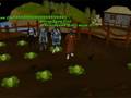 greendawn memories/slideshow