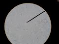 Click here to watch this video tetrahymena jiwang