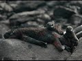 Galapagos