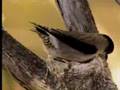 How birds camouflage their nests - David Attenborough - BBC wildlife