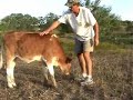 Awesome Viagra Heifer