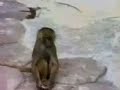 Monkey looks in mirror.