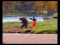 oso agrsivo oso agrsivo