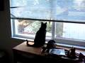 Luna Window Hunting