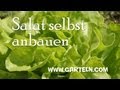 Salat selbst anbauen