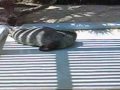 Very Cute Seal!!