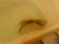 ferret swimming in bathtub - fun! - ferret swimming in bathtub - fun! -