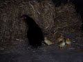 BROODY HEN AND HER 4 BABY DUCKLINGS BROODY HEN AND HER 4 BABY DUCKLINGS