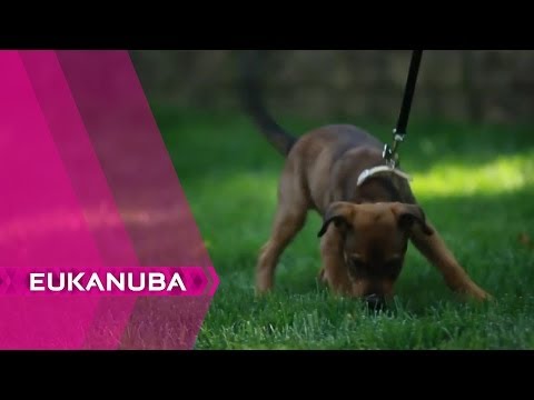  Habituer le Chiot à vivre à la Maison