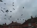 Pigeon racing (clips) Pigeon racing (clips)