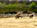 Rhino Sex Rhino Sex