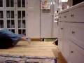 videos de Super Dog