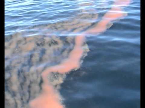 how to collect plankton