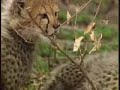Gazelle Outsmarts a Cheetah and Hyena