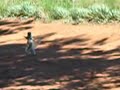 Dancing Verreaux sifaka again