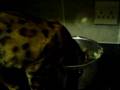 bengal-enjoys-mash