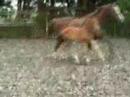 Dynasty A.S. Sorento x Apollonios marefoal