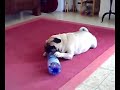pugi the pug 2