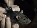 Larva Removal