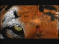 Save the tiger Save the tiger