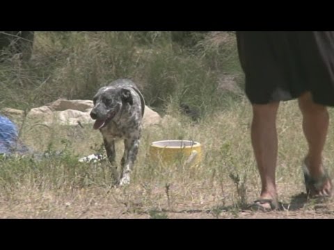 Animal police shooting getting national attention