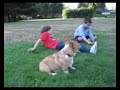 Pembroke Welsh Corgi   Rosie