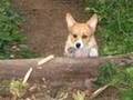 Pembroke Welsh Corgi Rosie