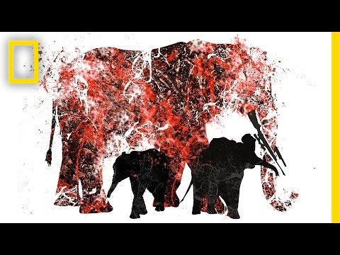 National Geographic Live! - Asher Jay: Art as a Weapon