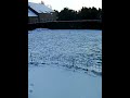 Idéfix et Luigi dans la neige