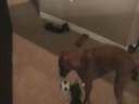 Jager_Darlin_SoccerBall.wmv Jager_Darlin_SoccerBall.wmv
