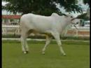 2� VIRTUAL ESSENCIA DO NELORE - LOTE 19
