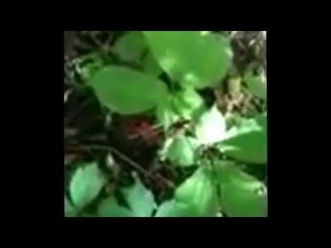 how to harvest wild ginseng in illinois