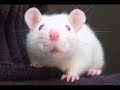 PEA - MOTIVACIONAL PEA - MOTIVACIONAL