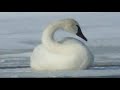 swan pair sighting 2-24-08
