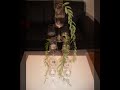 Sektempfang tina-flowers Kleve Tischdeko selbst gemacht