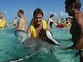 Stingrays in Grand Cayman Stingrays in Grand Cayman
