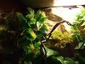 my new frog tank still lots more to do so dont talk smack... lol i just got it 2 dayz ago and only cost me bout $80... i have a Chinese Temple Giant Tree frog, a CreamSicle Tree frog, a green Anole and soon to come a Red eyed tree frog and a house gecko.. if anyone knows what else will house good with these plz let me know.... THANKS FOR WATCHING