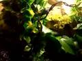 my new frog tank Vivarium 2/29/08