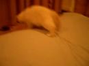 Birma cat - Cobby