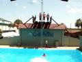 Gulf World High Dive Show - Dillies
